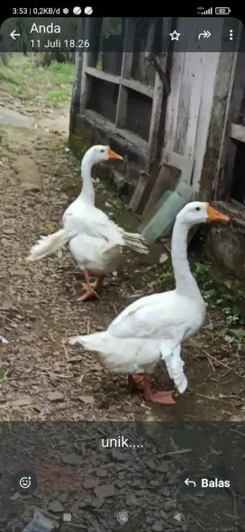 angsa bulu cadong betina