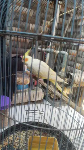 burung falk jinak