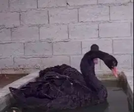 sepasang angsa hitam black swan 6 bulanan exotik hitam siap koleksian