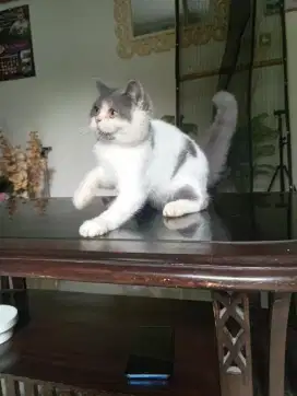 British shorthair