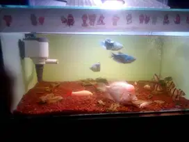 Di jual aquarium 60x30 fullset & ikan louhan Golden Base . Jual Cepat!