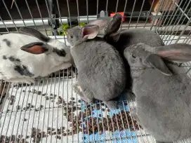 Kelinci Rex Broken White dan Blue Otter