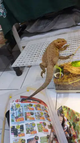 Breadred Dragon red hypo betina