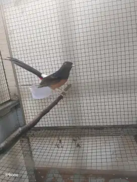 Murai Medan Ring burung lapangan