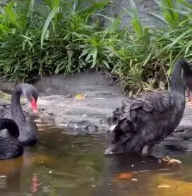 sepasang bakalan unggas hitam 6 bulanan black swan siap koleksi manteb