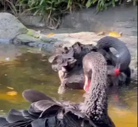 sepasang bakalan unggas hitam 6 bulanan black swan siap koleksi manteb