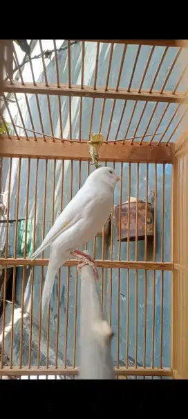 Kenari putih gacor