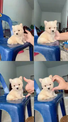 shihtzu mix maltese teacup mini medan