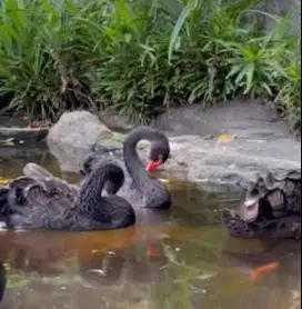 sepasang angsa hitam black swan 6 bulanan siap piara koleksi exotik ok