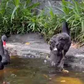 sepasang angsa hitam black swan 6 bulanan siap piara koleksi exotik ok