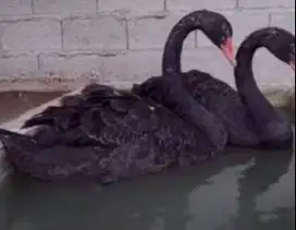 sepasang angsa hitam black swan 6 bulanan siap piara koleksi exotik ok