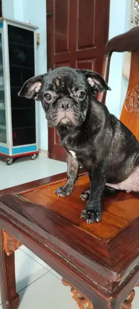 The Frug (French Bulldog mix Pug)