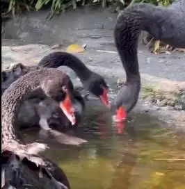 sepasang angsa hitam black swan 6 bulanan siap piara koleksi exotik ok