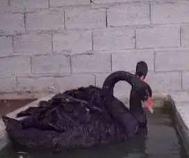 sepasang angsa hitam black swan 6 bulanan siap piara koleksi exotik ok