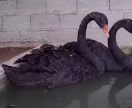 sepasang angsa hitam black swan 6 bulanan siap piara koleksi exotik ok