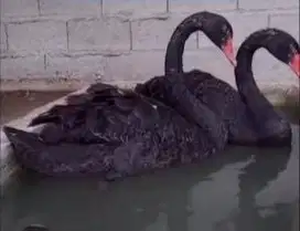 sepasang angsa hitam black swan 6 bulanan siap koleksian exotik manteb