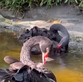 sepasang angsa hitam black swan 6 bulanan siap koleksian exotik manteb