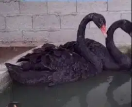 sepasang angsa hitam black swan 6 bulanan koleksian exotik unik manteb