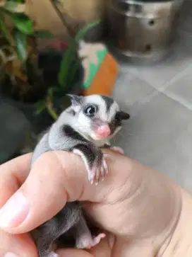 Sugar glider Joey wf jantan