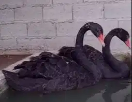 sepasang angsa hitam black swan 6 bulanan koleksian exotik unik manteb