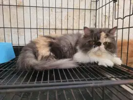 (SIDOARJO) Kucing Peaknose Betina Calico Proven 2,5 Tahun