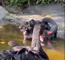 sepasang angsa hitam black swan 6 bulanan siap piara koleksian exotik