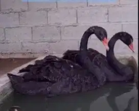 sepasang angsa hitam black swan 6 bulanan siap piara koleksian exotik