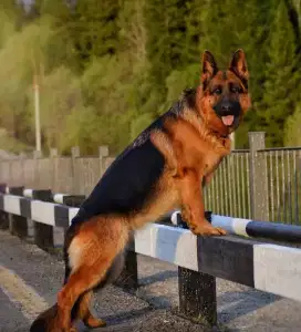 Anjing German Shepherd ( Herder )