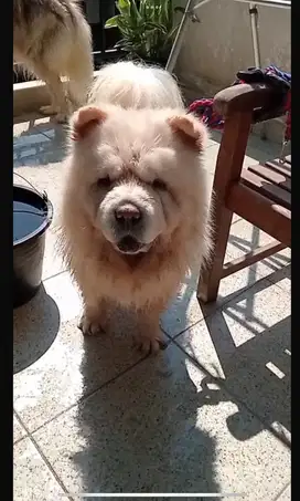 Chow chow betina