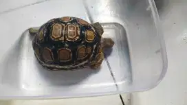 Kura darat pardalis sulcata