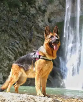 Anjing Herder ( German Shepherd )