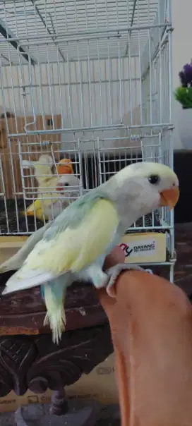 Lovebird jinak non klep