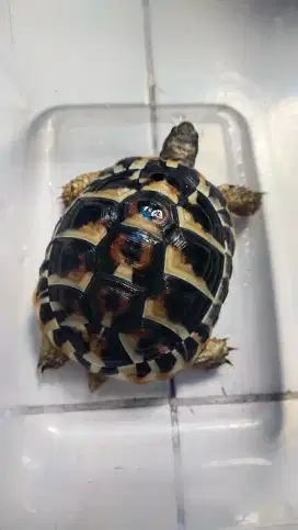 Kura darat hermani sulcata