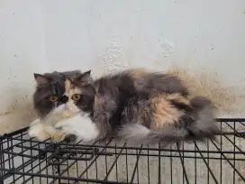 (PCB/INSTAN) Kucing Peaknose Betina Calico Proven 2,5 Tahun