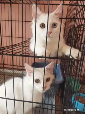 Lepas Adopt Kucing