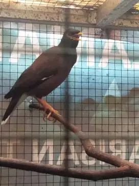 Burung Jalak Rajin Bunyi Gacor