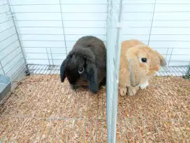 Kelici Hias~ kelinci holland lop asli, Lucu & Unyu'unyu .