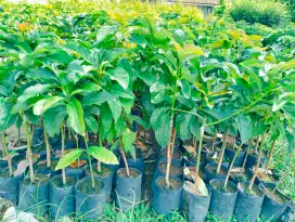 Bibit alpukat miki (cipedak)