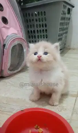 KITTEN PERSIA LONGHAIR