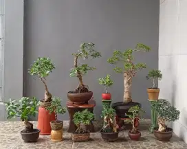Mini bonsai cantik ada 11 pot