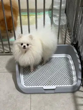Open Adopt Mini Pomeranian 1 tahun Super Quality White