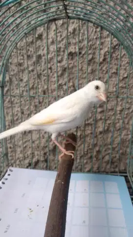 Burung kenari paud putih jantan ngeriwik