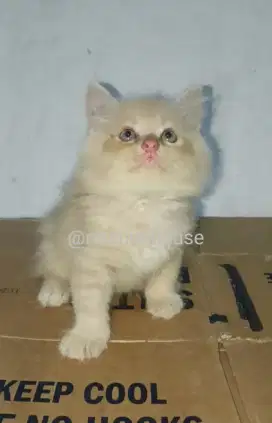 KITTEN PERSIA LONGHAIR