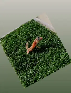 BABY LEOPARD GECKO / LUCU DAN MENGGEMASKAN