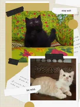 Sepasang BSH dan Munchkin Cebol