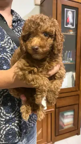 Red Toy Poodle Fawn Pudel Jantan Betina