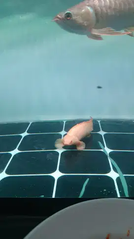 Ikan palmas albino short body