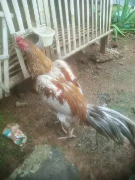 ayam bangkok minus kaki bengkak