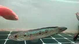 Ikan Channa pleuro ikan predator