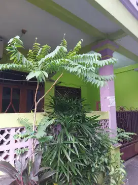 Kontrakan Dekat Binus